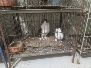 রানিং সিরাজি কবুতর