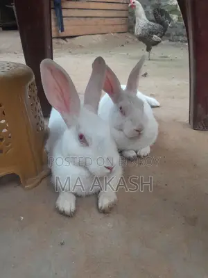 White Rabbit