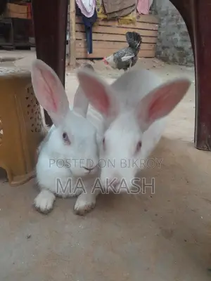 White Rabbit