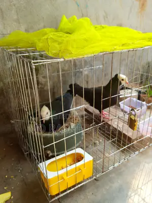 Beautiful pair of Golla pigeons for sale with eggs