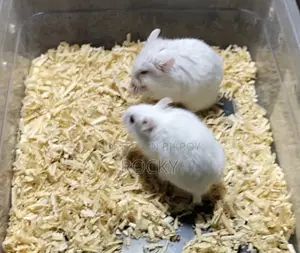 Dwarf Campbell Hamster Adult Pair