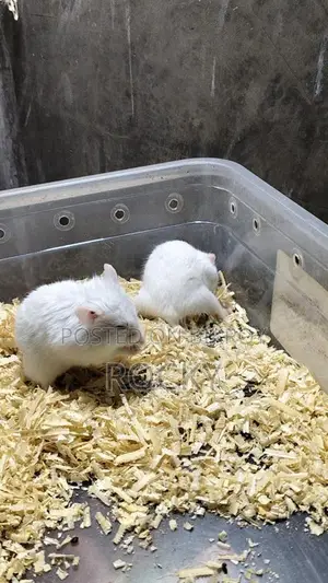 Dwarf Campbell Hamster Adult Pair
