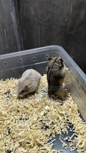 Dwarf Campbell Hamster Adult Pair
