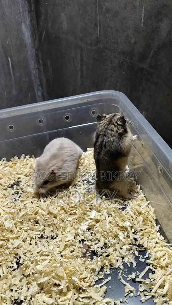 Dwarf Campbell Hamster Adult Pair
