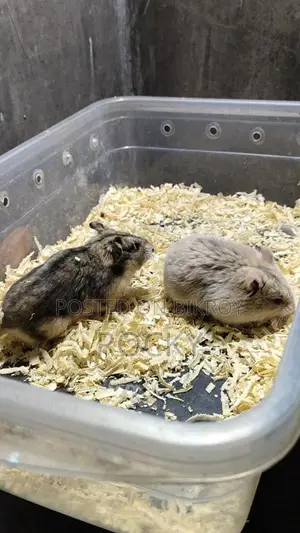 Dwarf Campbell Hamster Adult Pair