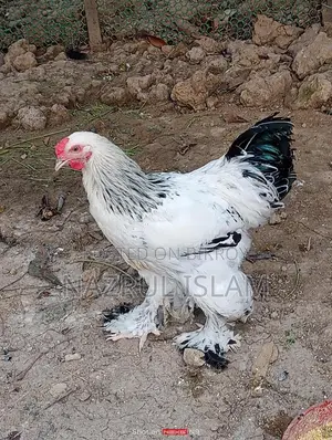 Light Brahma Morgi Sell