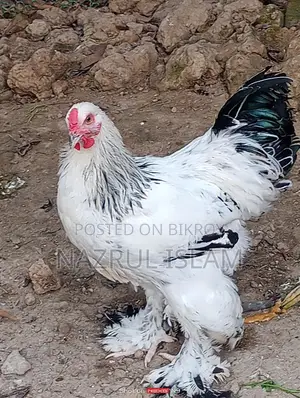 Light Brahma Morgi Sell