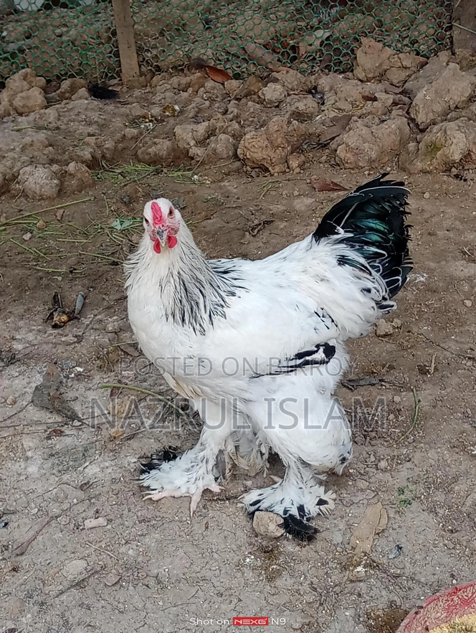 Light Brahma Morgi Sell