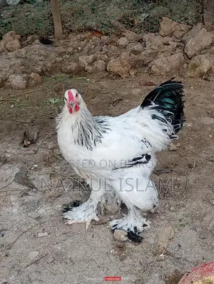 Light Brahma Morgi Sell