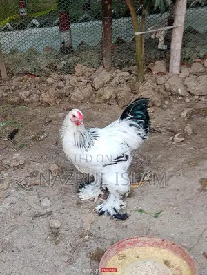 Light Brahma Morgi Sell