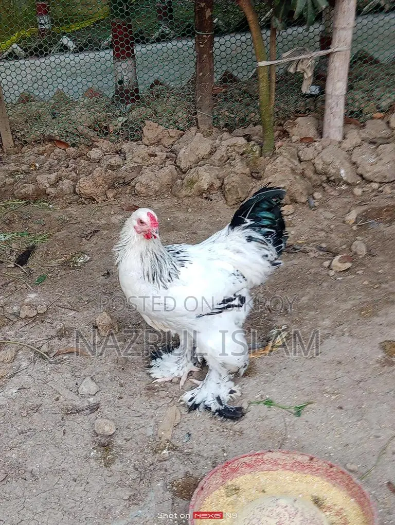 Light Brahma Morgi Sell