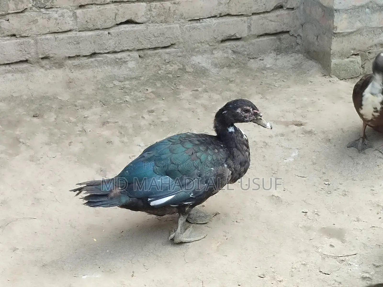Local Ducks and Muscovy Ducks