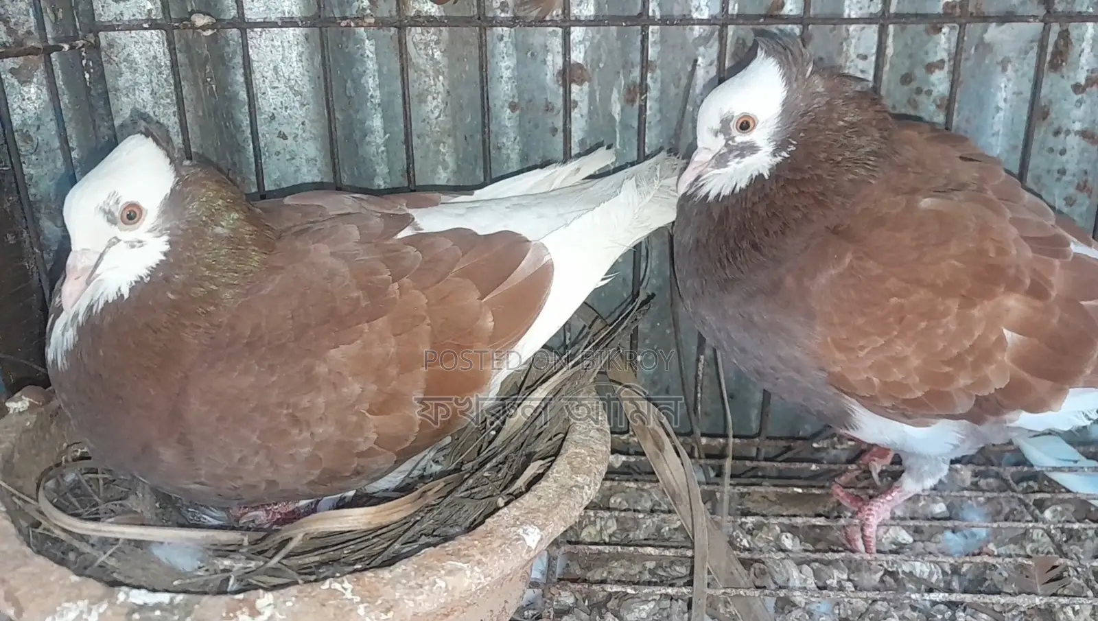 Rajgolla Pigeon