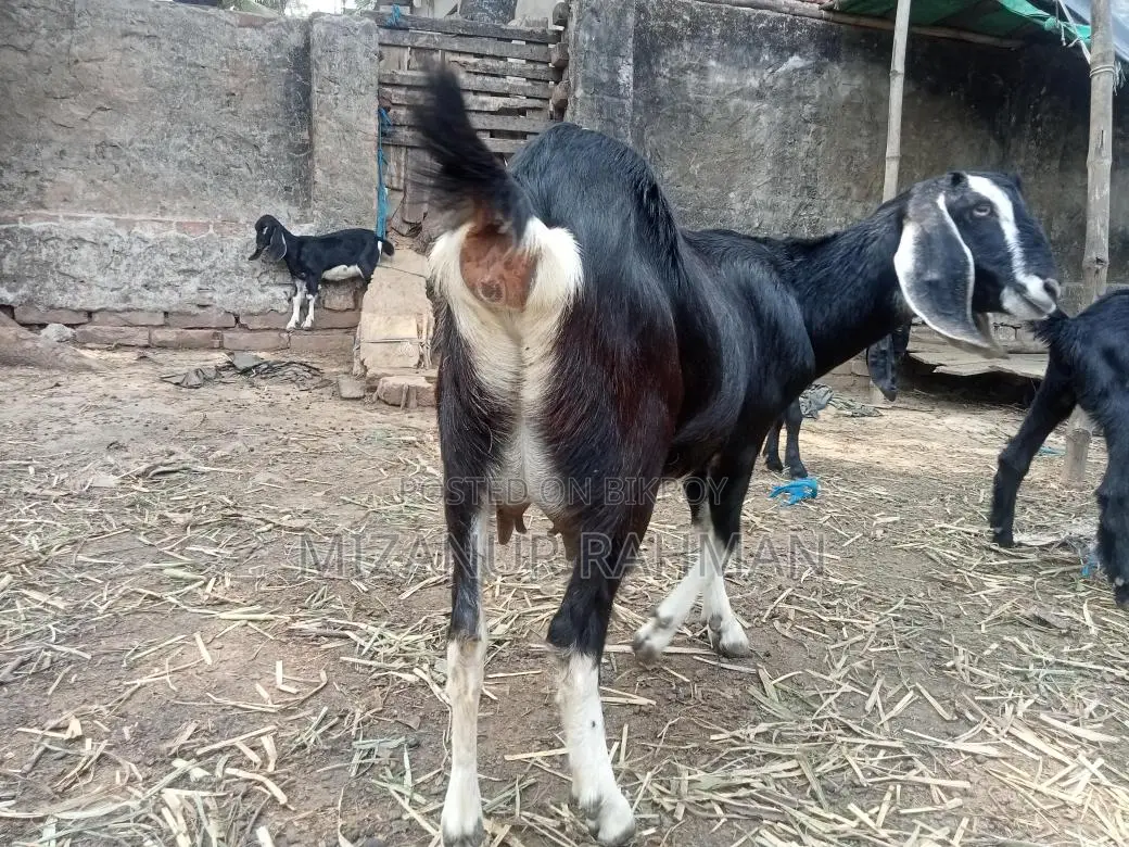 একটি গাভীন ছাগল বিক্রি হবে