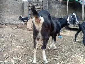 একটি গাভীন ছাগল বিক্রি হবে