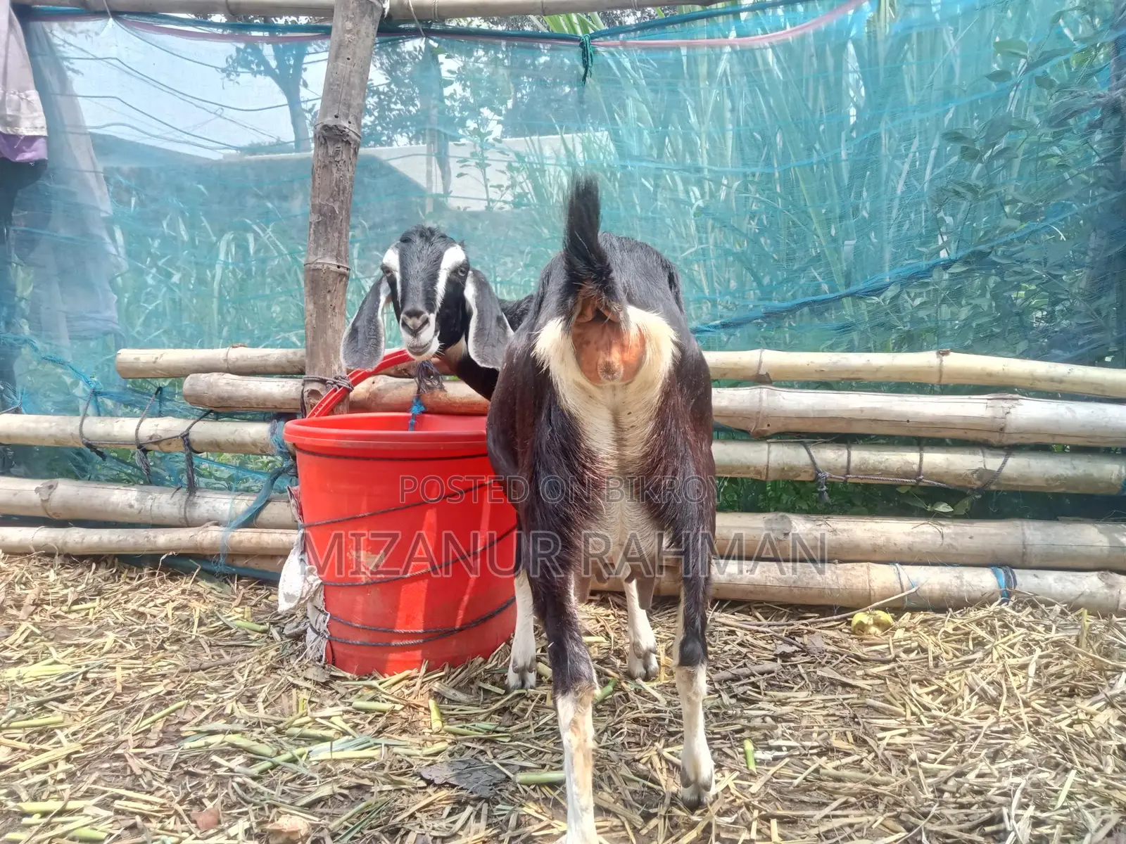 একটি গাভীন ছাগল বিক্রি হবে