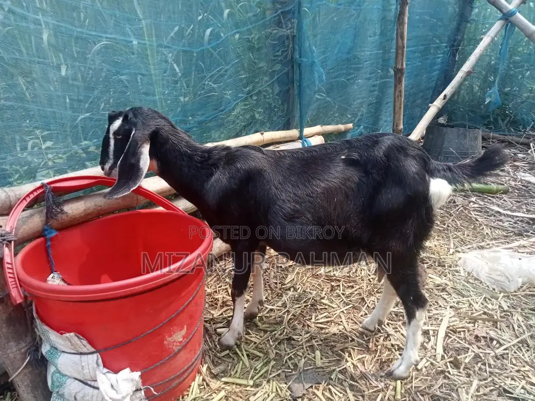 একটি গাভীন ছাগল বিক্রি হবে