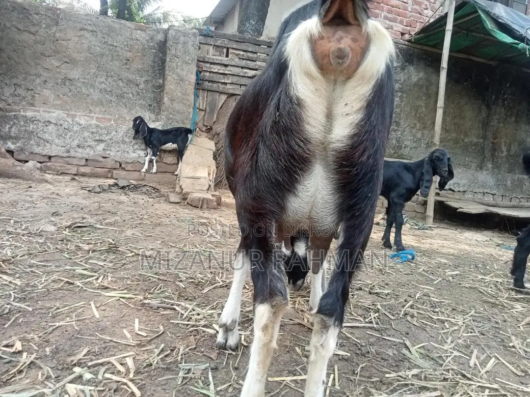 একটি গাভীন ছাগল বিক্রি হবে