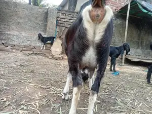 একটি গাভীন ছাগল বিক্রি হবে