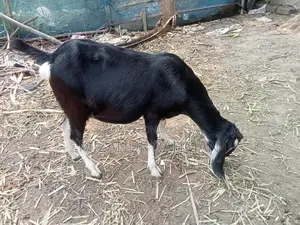 একটি গাভীন ছাগল বিক্রি হবে