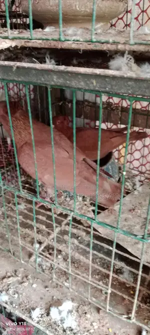 Pigeons
