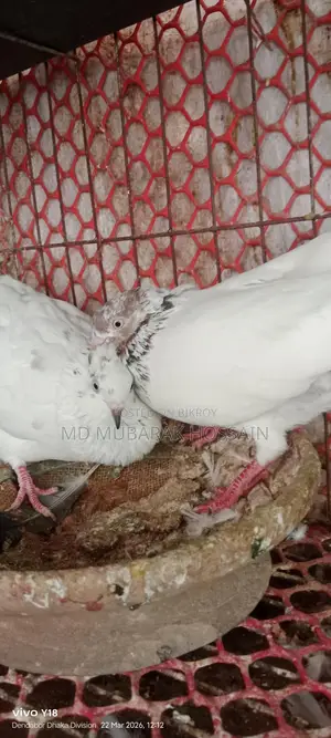 Pigeons