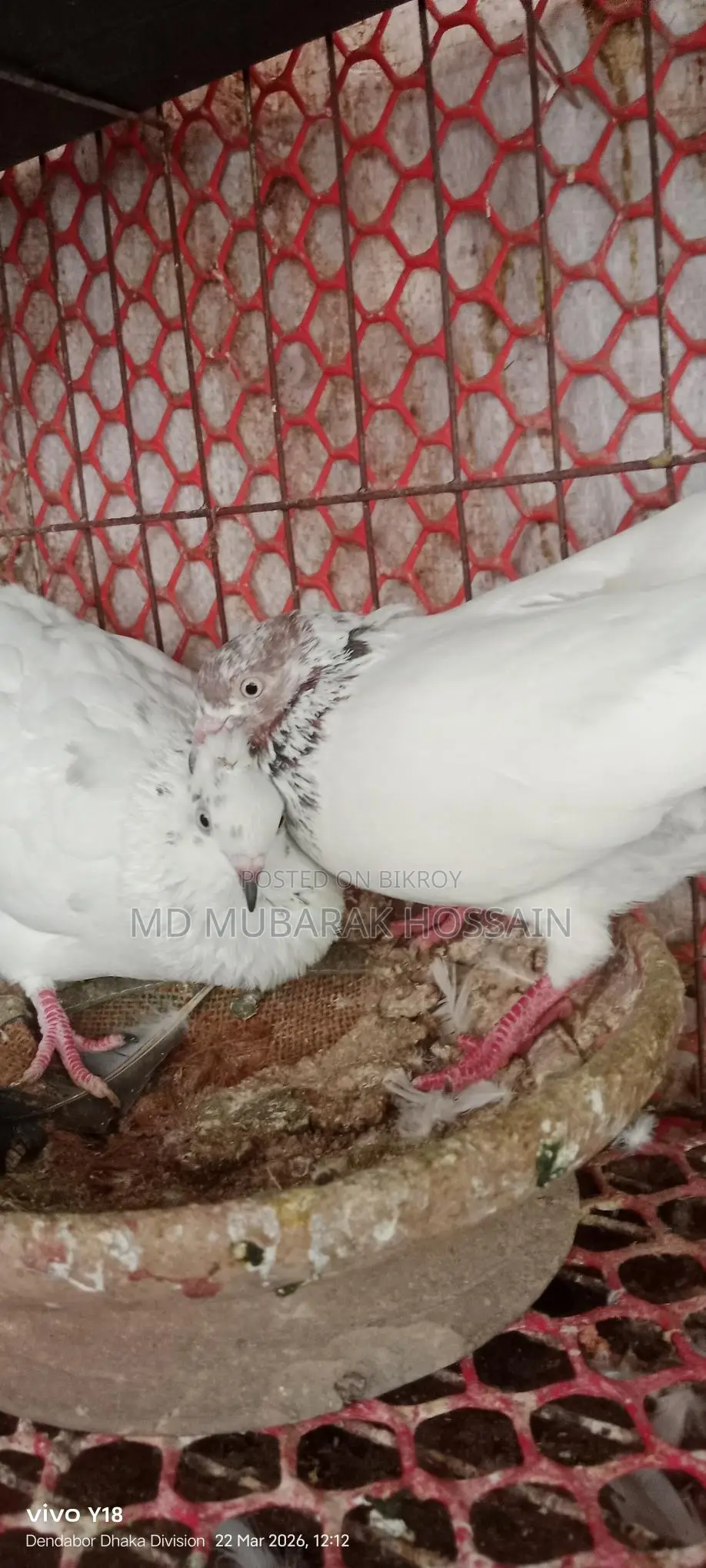Pigeons