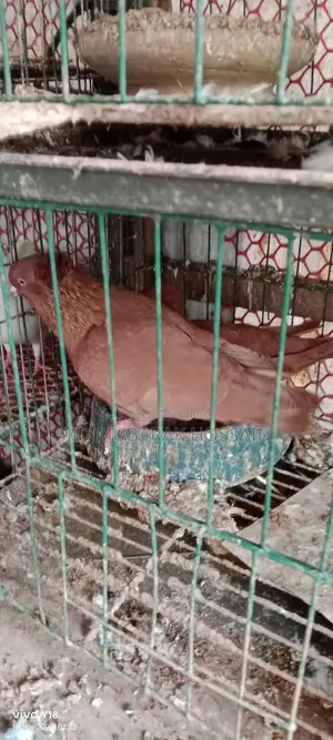 Pigeons