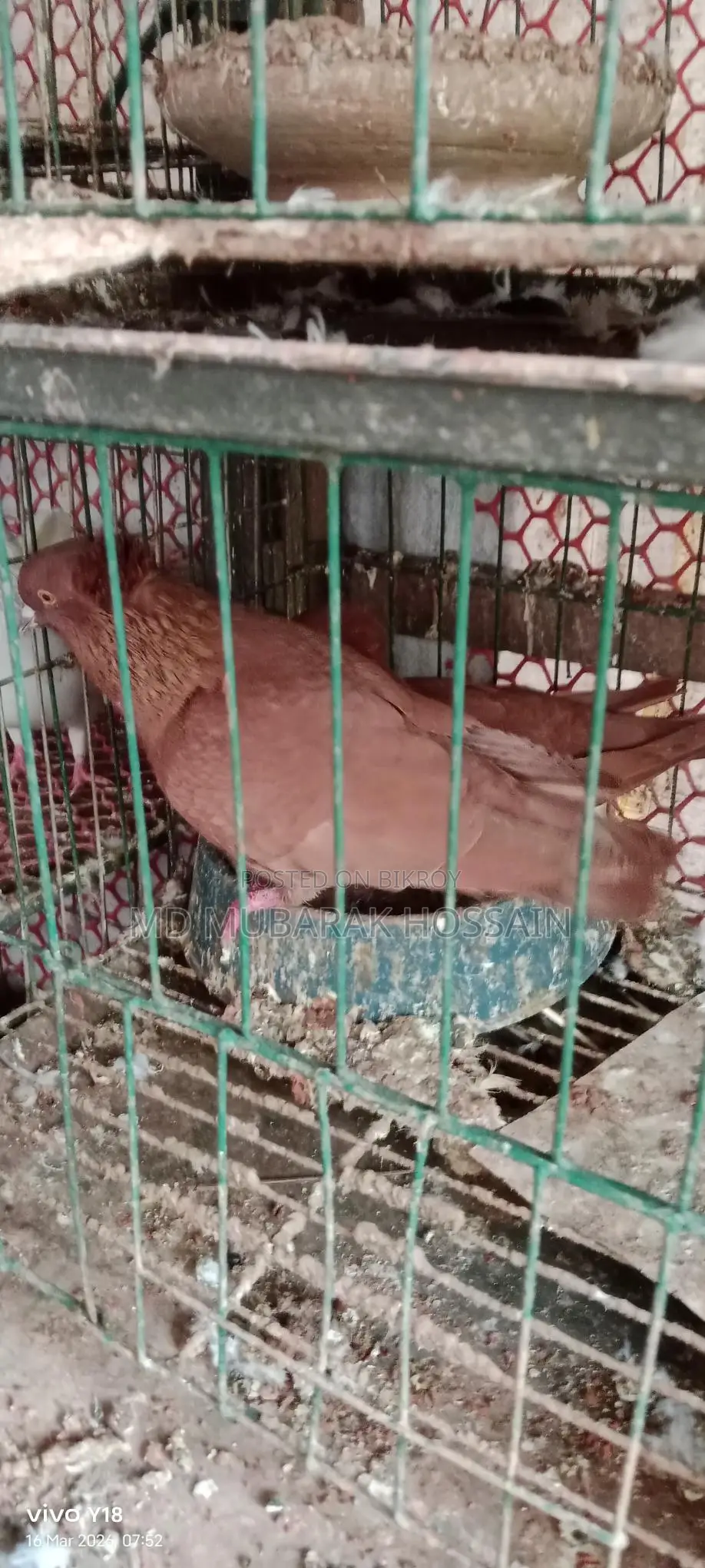 Pigeons