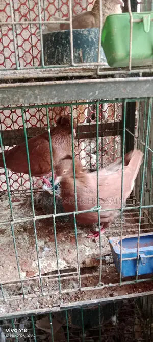 Pigeons