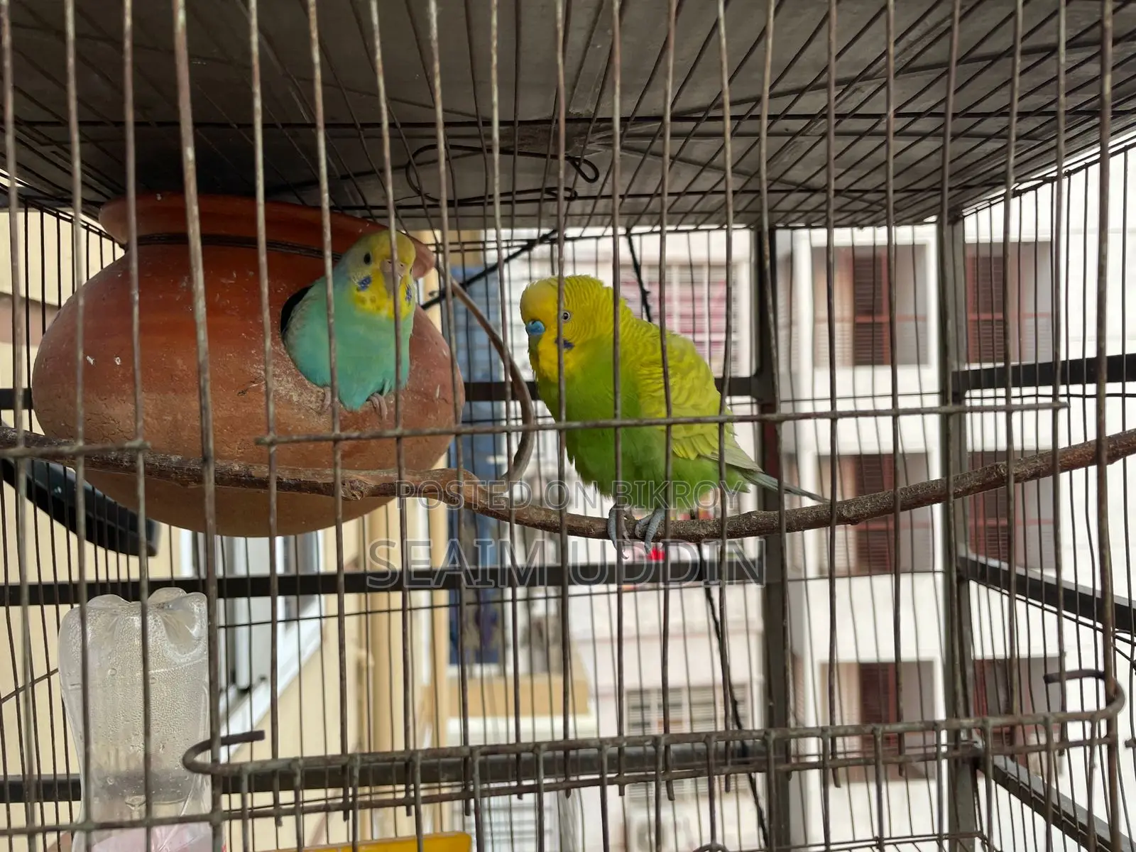 Running Budgie birds