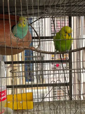 Running Budgie birds