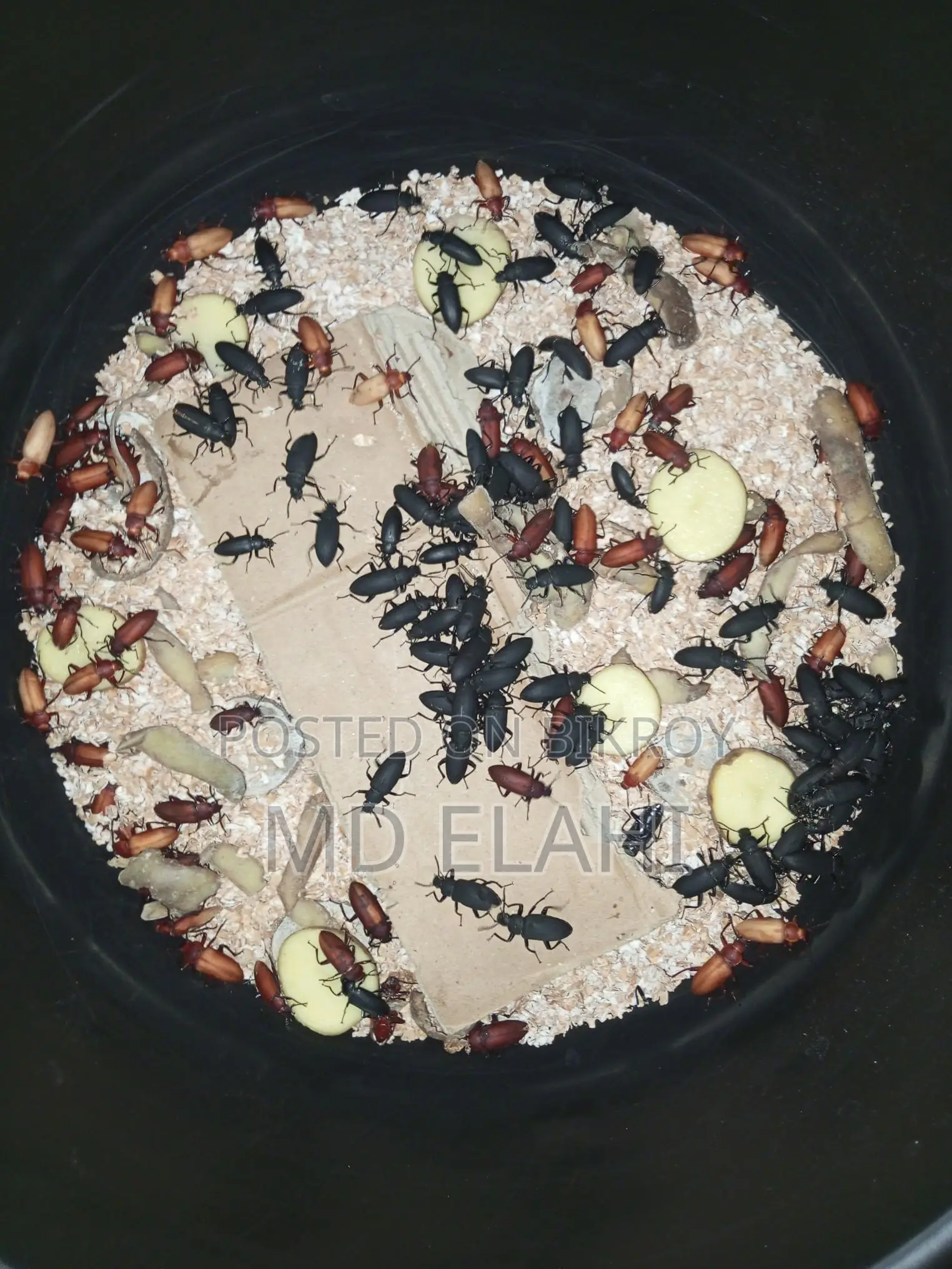 বিটল পোকা