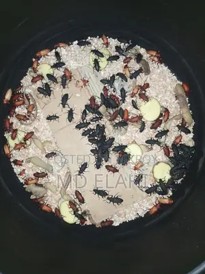 বিটল পোকা
