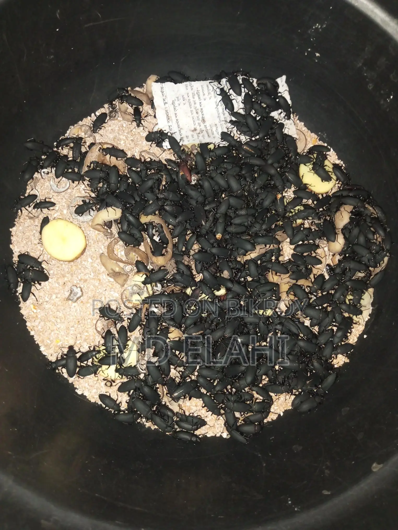 বিটল পোকা