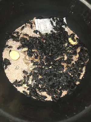 বিটল পোকা