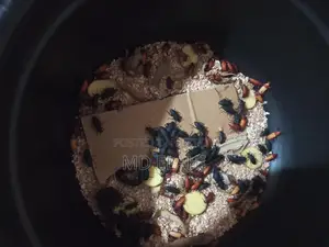 বিটল পোকা
