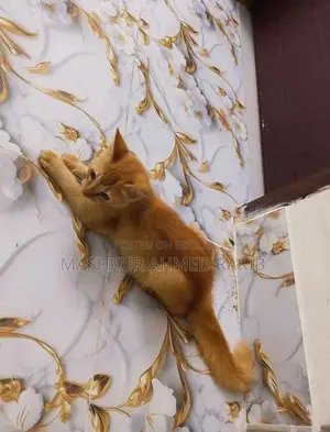 Cute Cat For Sale!