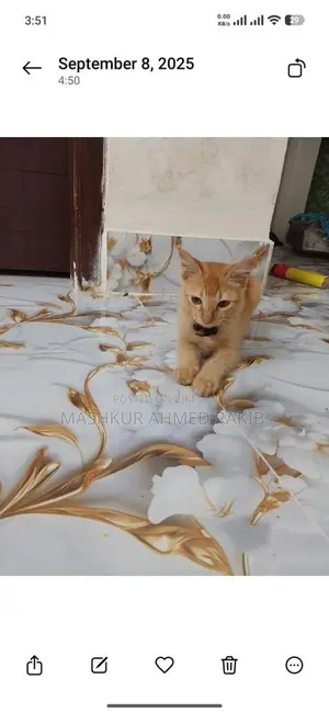 Cute Cat For Sale!