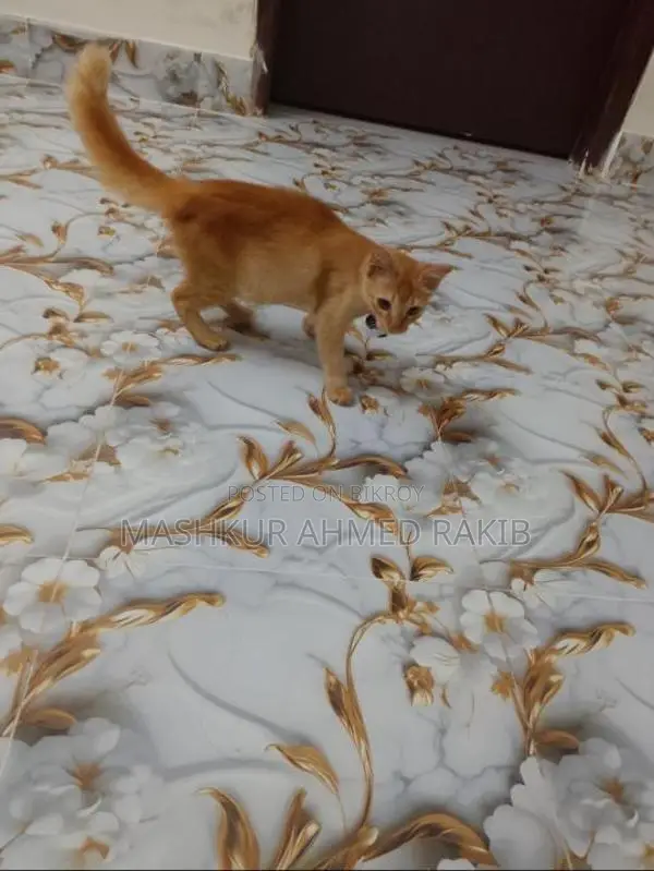 Cute Cat For Sale!