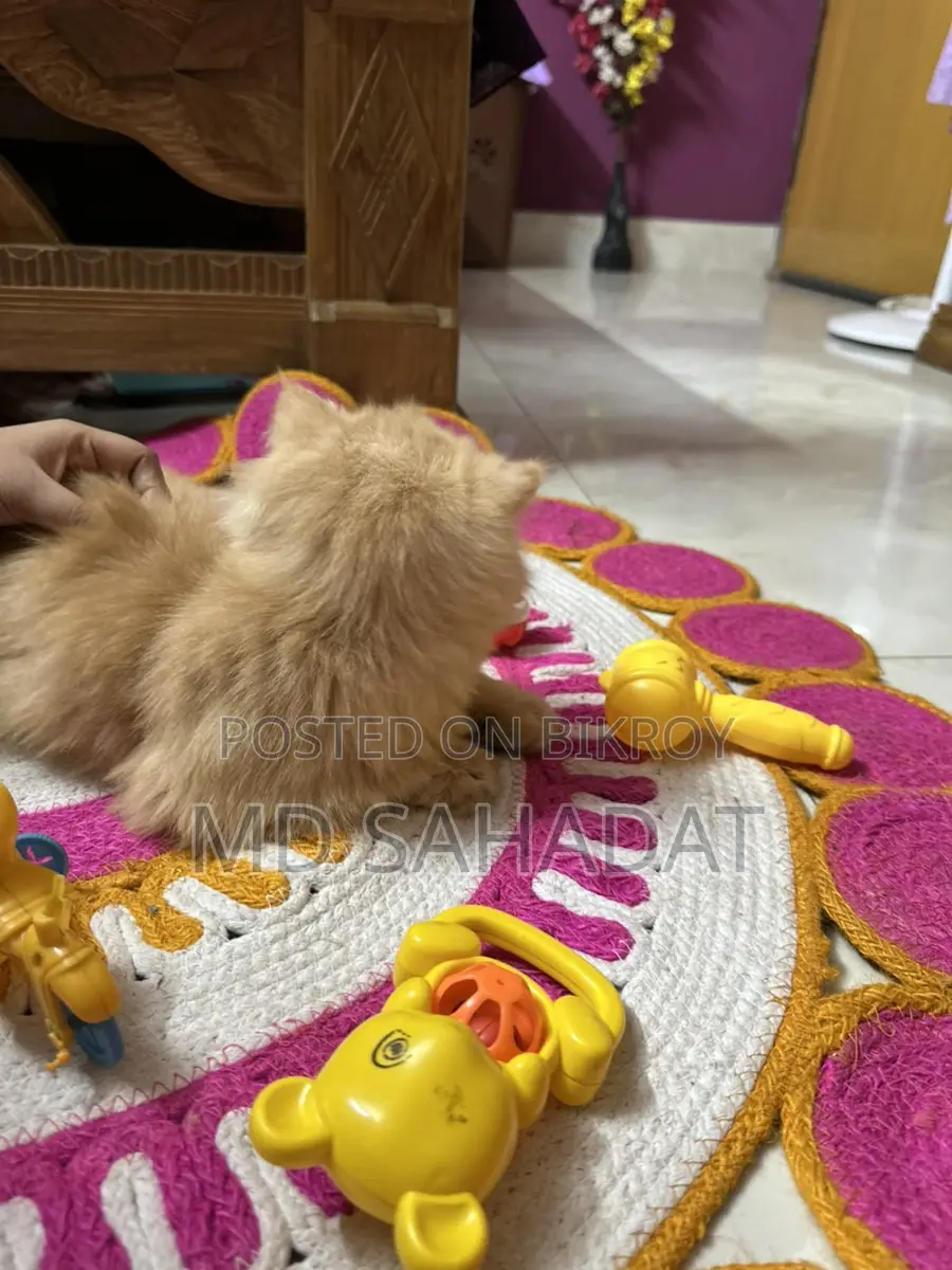 Pure Persian Female Triple Coat