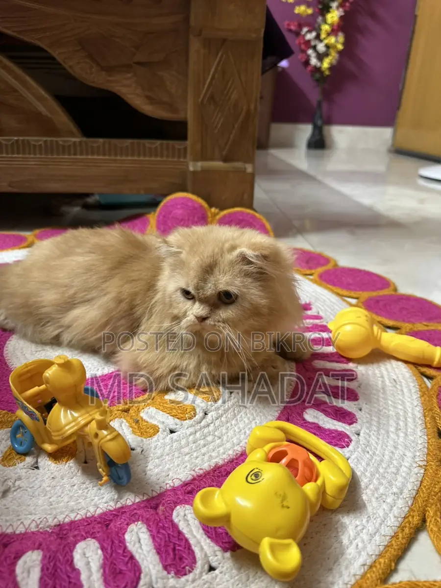Pure Persian Female Triple Coat