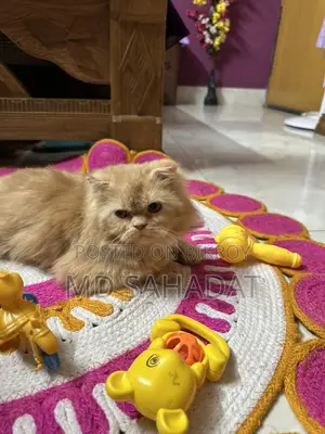 Pure Persian Female Triple Coat