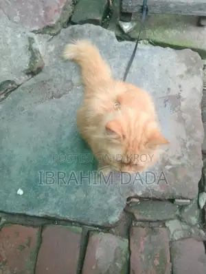 লাল রঙের বিড়াল বিক্রি হবে অরজিনাল পার্সিয়ান