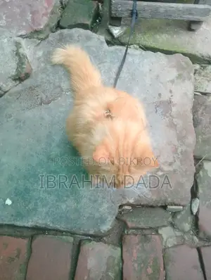 লাল রঙের বিড়াল বিক্রি হবে অরজিনাল পার্সিয়ান