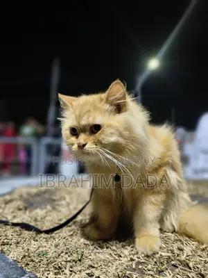 লাল রঙের বিড়াল বিক্রি হবে অরজিনাল পার্সিয়ান