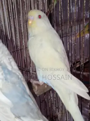 Pair of breeding birds for sale