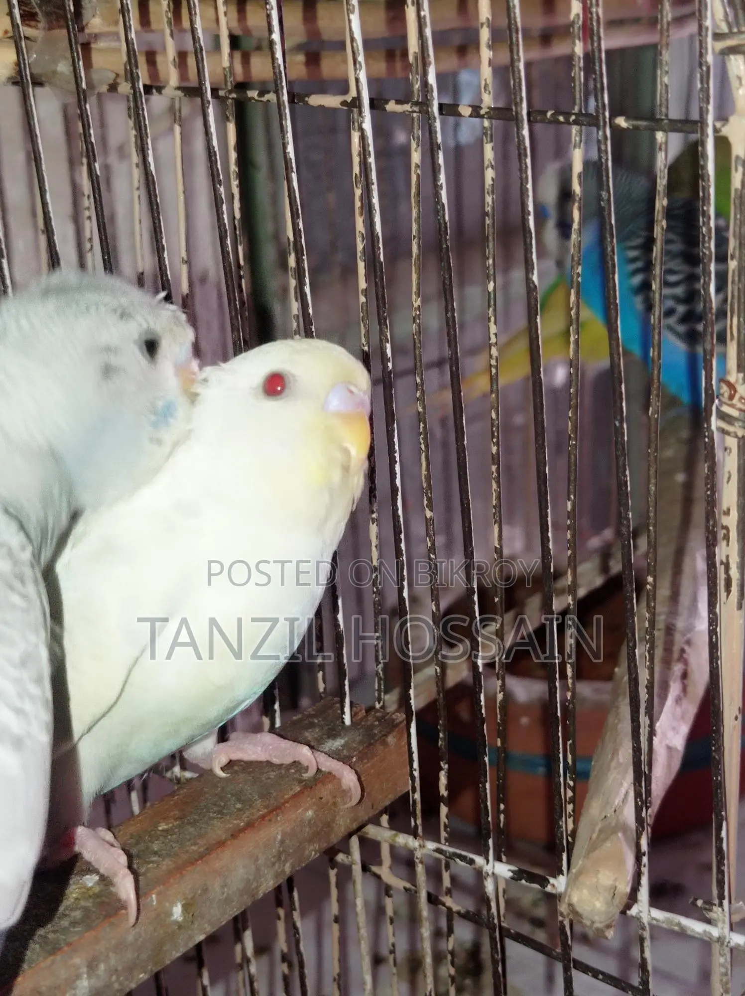 Pair of breeding birds for sale