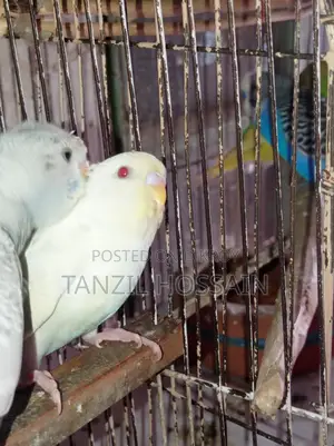 Pair of breeding birds for sale