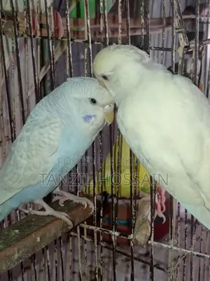 Pair of breeding birds for sale
